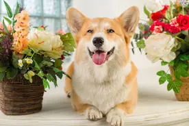 不养一只柯基犬，都不知道这几大“好处”图片