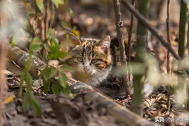 猫丢了会想主人吗？绝大多数的猫不会图片