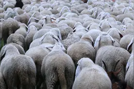 “羊贵妃”来袭，拿钱也买不到羊羔？羊价还能涨多久？风险已来图片