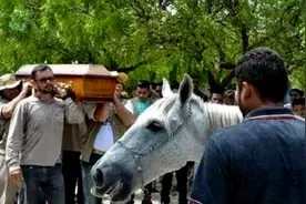 主人去世，马儿为主人送行，葬礼上马儿的举动，让人们落泪图片