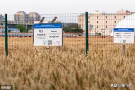 隐藏在北京闹市区的世界最贵“麦田”图片