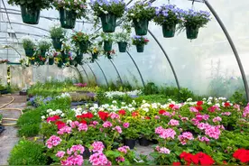 温度不达标，逛花市别买10种花，白花钱图片