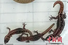 哥伦比亚发现世界最小蜥蜴，体长不足一枚硬币图片