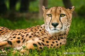 猎豹为什么被称为“猫科之耻”？从猎豹的身体结构、捕食能力说起图片