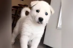 老爸说100买了只纯白金毛，男子回家查看后直摇头：这下可糟糕了图片