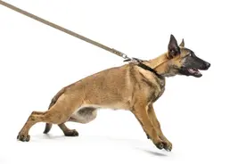 国内的家养犬硬闯红灯，国外的流浪狗协管交通图片