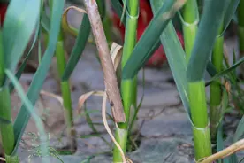 造成蒜苗黄叶干尖的原因是什么？该如何防治？图片