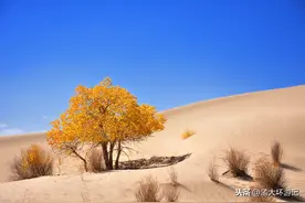 青海格尔木胡杨林，3000年不朽的胡杨树，面积4200公顷图片