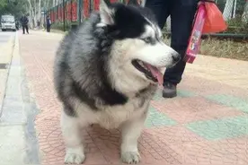 柯基被二哈祸祸后，生下一名独子，长大后的模样真是没令人失望图片