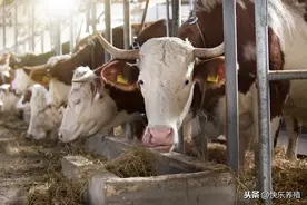 一头牛准备多少草料？牛采食量计算公式图片