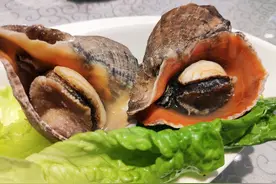 各种海螺，巴适~图片