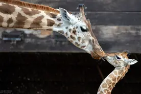 国际接吻日：动物之间是怎么亲吻的？前方高甜预警图片