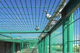 鸽舍周围高楼林立，如何改善鸽子陋习？图片