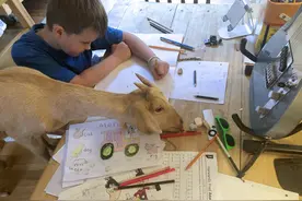 家庭作业被宠物羊吃了！外国小孩欲哭无泪，老师：表示理解图片