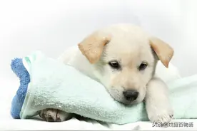 狗狗繁殖那些羞羞事儿 孕前篇图片