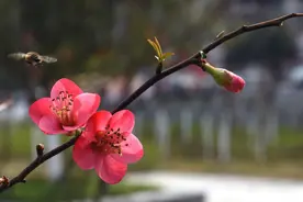 时光若梦，岁月惊鸿，繁花似锦觅安宁，淡云流水度此生图片