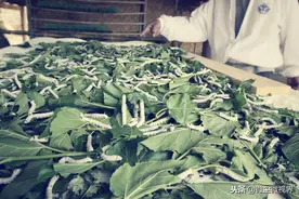 养蚕为何会出现不蜕皮或者半蜕皮现象？6种预防措施需综合利用图片