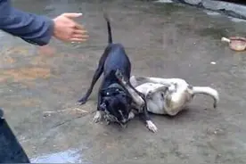 比特犬欺负土狗，过了几分钟画风就变了：出来混总是要还的图片