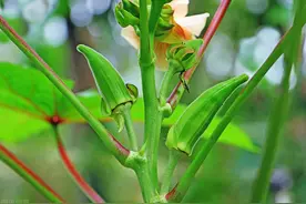 曾经炒到几十元1斤，如今价格滑落卖不动，网友：炒的过头了图片