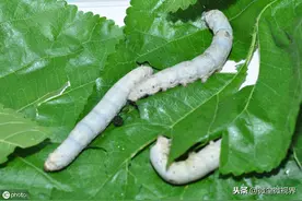 养蚕出现蝇蛆病可损失30%以上，6种防治措施养殖户需要牢记在心图片