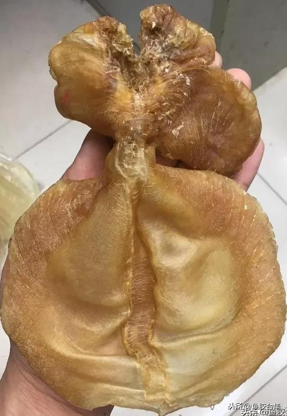 蜘蛛肚花胶 2026年蜘蛛花胶价格,做法,功效及图片大全