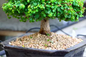 金枝玉叶盆景造型大全，各式各样，全是极品，收藏以后做参考图片