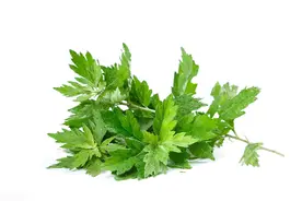 说说：中药“艾叶”图片