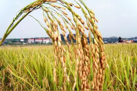 水稻种植与施肥技术要点，加强田间管理，提高水稻的产量和品质图片