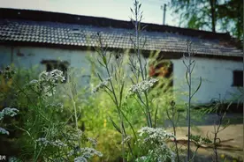 贺知章《回乡偶书》离乡五十多年，人生易老，世事沧桑，无限感慨图片