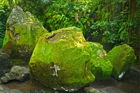 巴厘岛“最奇幻”古迹，连石头都长满苔藓，曾是佛教高僧修行地图片