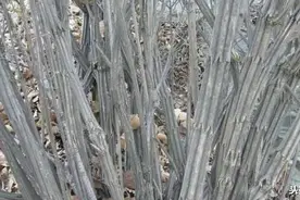 这是一种极为珍贵的树木，被人们称作“降龙木”图片