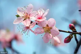 桃之夭夭，灼灼其华——带你认识不一样的桃花图片