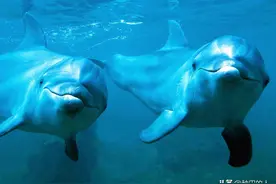海豚为何喜欢亲近人类？原来在海豚的眼里，我们长这样图片