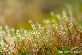 《春夜喜雨》唐·杜甫 春天的古诗词（7）含有声朗读图片