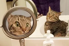 自我陶醉or自我惊吓？29个动物照镜子的迷惑瞬间图片