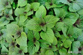 紫苏要高产该怎么种植？造成斑枯病发生的原因是什么？咋预防？图片