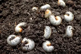 地下虫防治有技巧，选对药，蛴螬、蝼蛄、金针虫、根蛆一遍净！图片