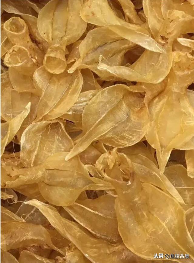 花胶治疗支气管炎 2026年花胶治疗支气管炎有用吗