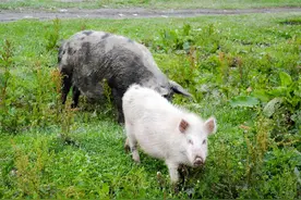 野猪比家猪更凶猛，尤其是猪皮硬如铁图片