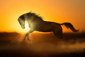 中国姓马的十大商业奇才图片