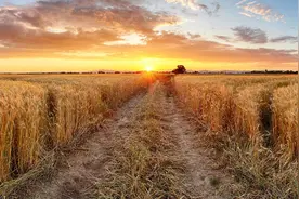 自家苗木被强行毁坏如何索赔？图片