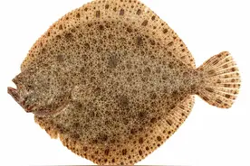 龙利鱼和多宝鱼原来是一家？这个家族有点乱图片