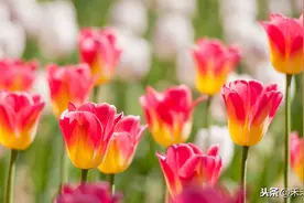 强推好文！高冷冰山学霸和小太妹学渣女主久别重逢后追求火葬场图片