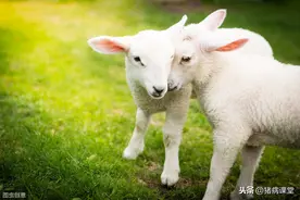 肉羊主要疫病免疫程序及驱虫方法图片