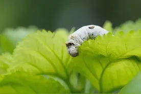 桑树多次采收的方式有哪些？全年条桑采收有何优点和注意事项？图片