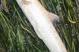 外来物种银鳕鱼，被洪水冲到各大江河，将成“常规鱼种”？图片