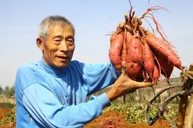 防止地瓜烂种的几项措施，都在这里哦，一起来了解了解，看看？图片