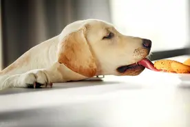 “一只鸡腿就能拐走”的5种狗，主人：我养你有何用？图片