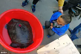 39斤重百年老鳖每天吃2斤鱼，食量太大养不起，18000元转手卖不出图片