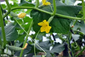 阳台种的黄瓜只开花不结瓜？找准原因，花不断，瓜满藤图片